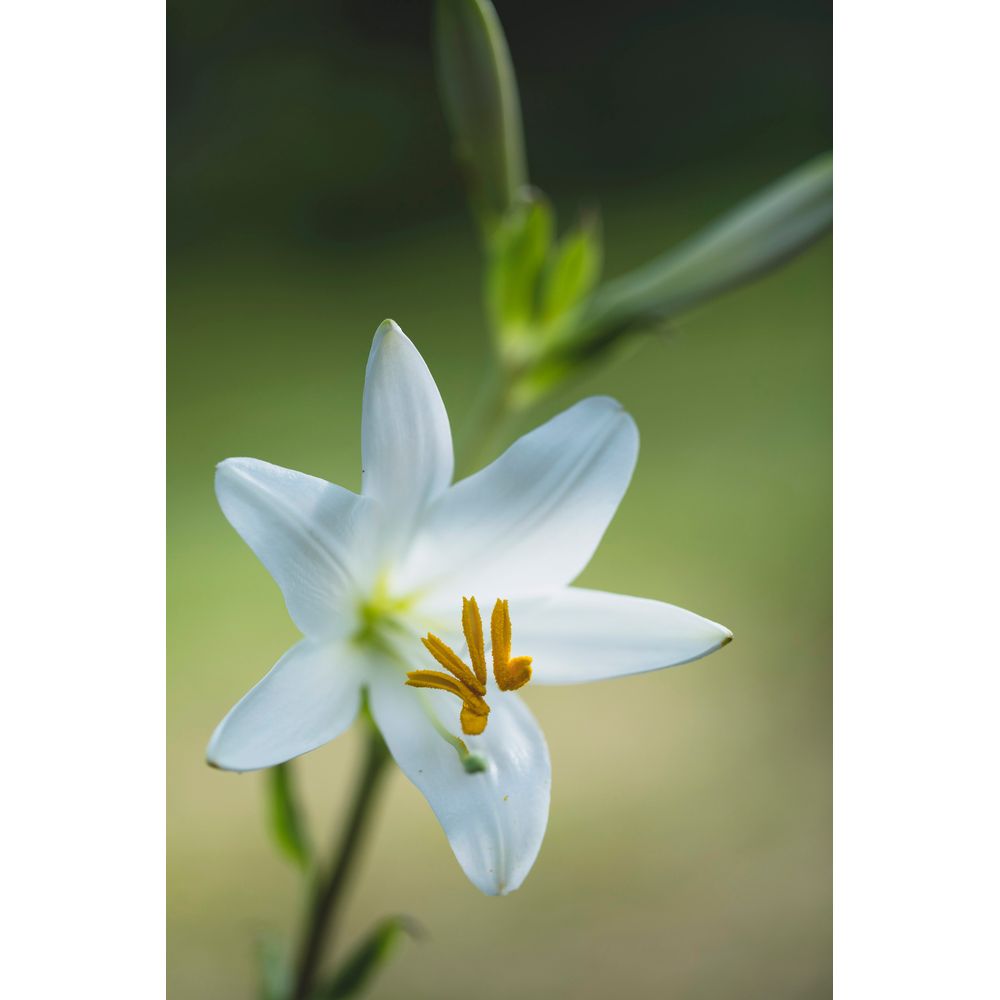 Lily Absolu Eau De Parfum, 75 ml